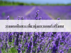 ทุ่งลาเวนเดอร์ โพรวองซ์ ฝรั่งเศสตอนใต้