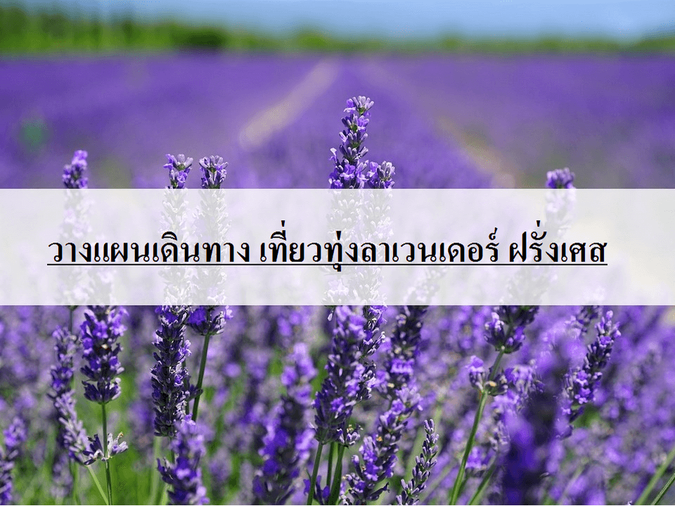 ทุ่งลาเวนเดอร์ โพรวองซ์ ฝรั่งเศสตอนใต้